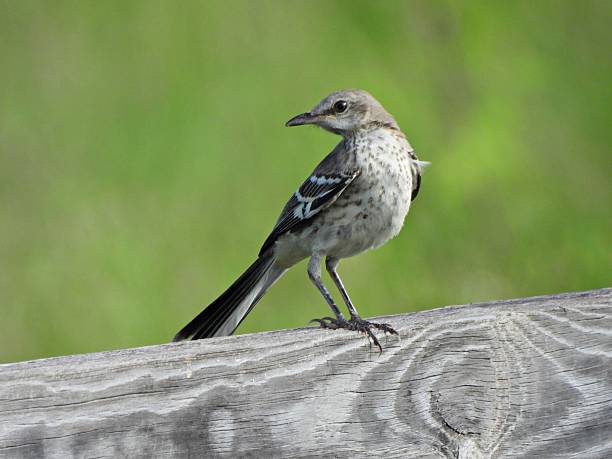 istock Northern Mockingbird (Mimus polyglottos) - juvenile perched on a wood railing 2227371286