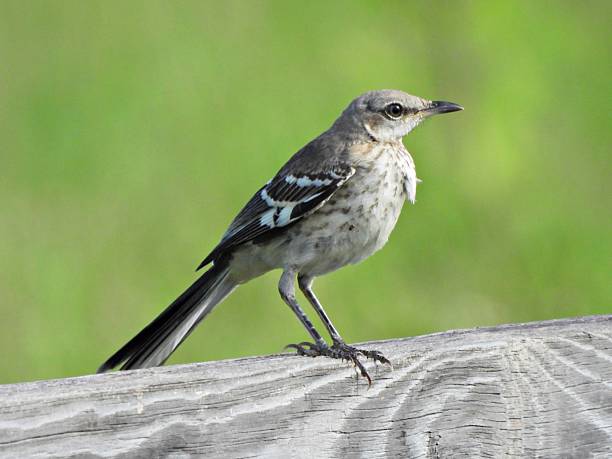 istock Northern Mockingbird (Mimus polyglottos) - juvenile perched on a wood railing 2227371312