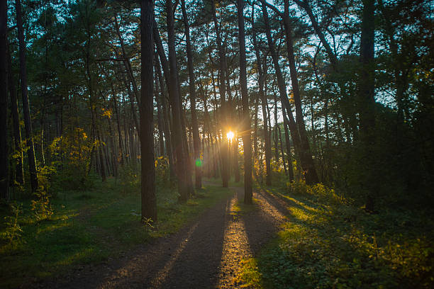 Bright sunset sun shines beautifully through pine trunks. Background with summer evening in the forest.