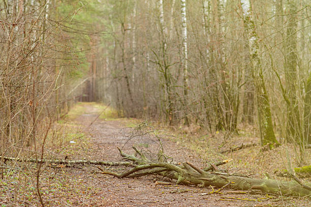 istock A fallen tree blocks a road in the forest. Branches broken by a strong wind lie on a path in the park. 2227371980