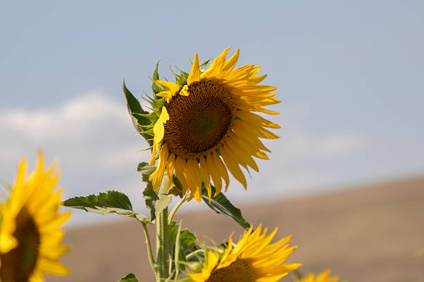 Bright yellow sunflower in the field of the plantation, against the background of the blue sky on a sunny day