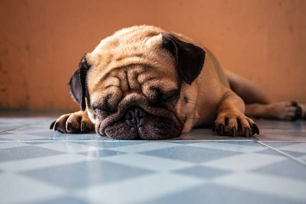 istock A cute pug dog is sleeping on the floor. Copy space background 2227373507