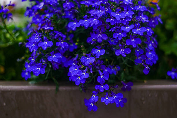 istock Blue Lobelia Flowers Blooming in a Planter Box 2227373513