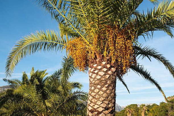 istock Tropical Date Palm Tree with Ripening Yellow Dates under Blue Sky  Phoenix Dactylifera in Sunny Climate, Ideal for Travel, Nature, Exotic Botany and Summer Landscape Photography 2227374777