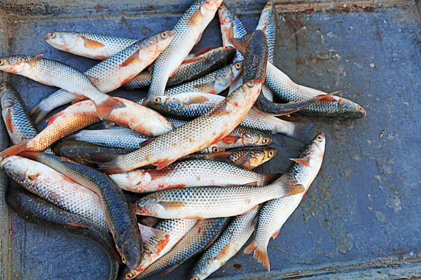 Piles of barracuda