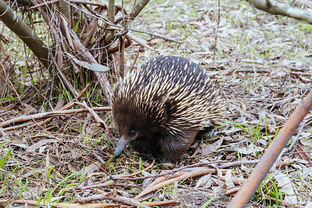istock Echidna in Westerfolds Park in Australia 2227375432