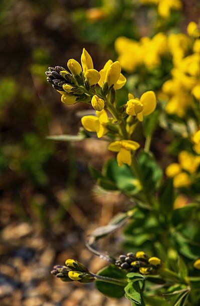 istock Yellow Summer Flowers In Bloom 2227375507