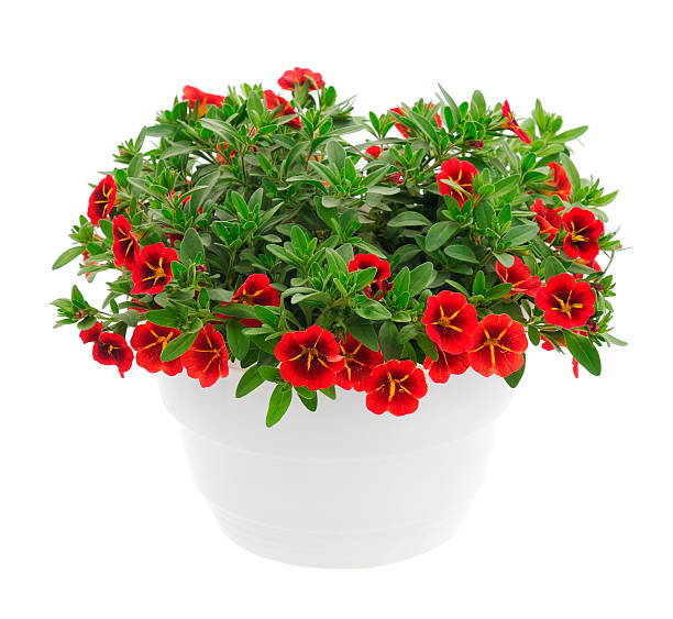 istock Calibrachoa flowers in a pot isolated 2227375968