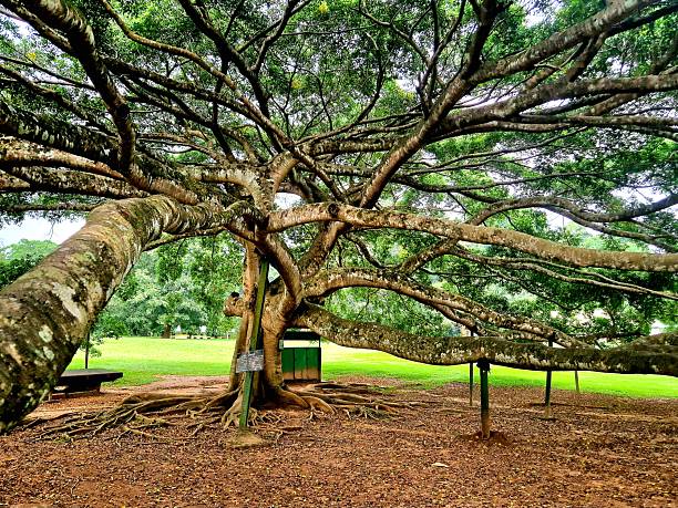 istock Botanical Garden in Kandy - tropical tree 2227377756