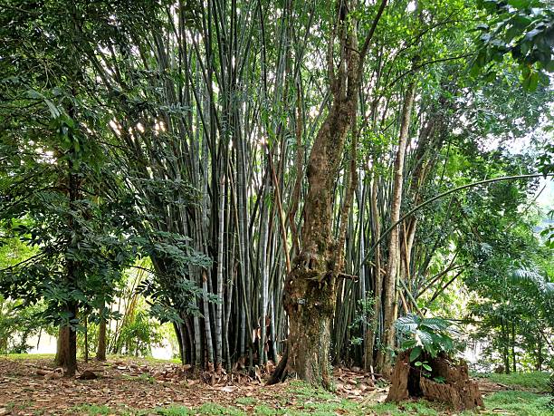 istock Botanical Garden in Kandy - tropical trees 2227377816
