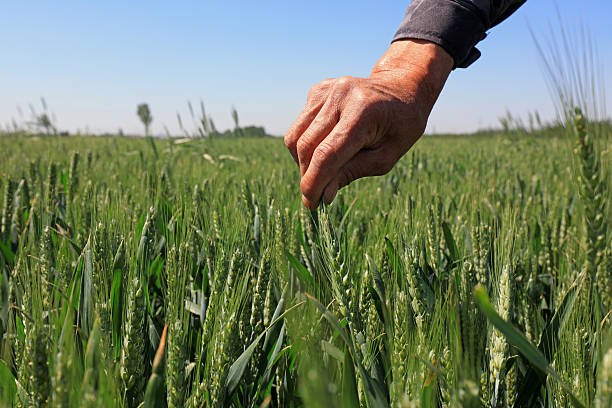 istock Palm Touch Wheat, Close-up Photos 2227378152