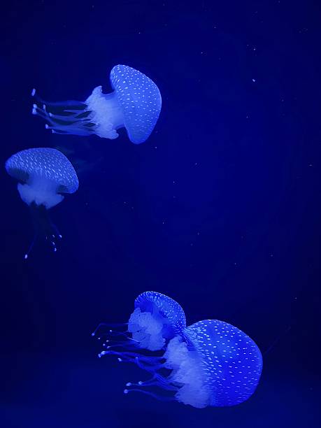 istock Jellyfish glowing in a deep blue aquatic setting. 2227378885