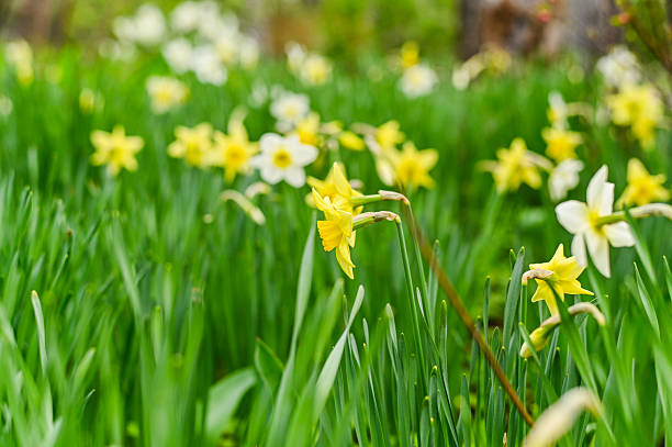 istock abstract spring background with yellow daffodil flowers. 2227379399