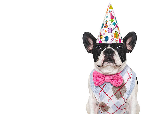 istock Cute puppy and party hat. Studio shot 2227379479