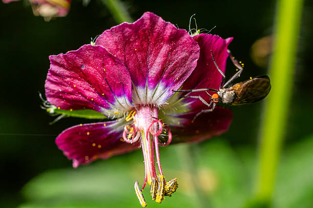A predatory Empis fly interacts with a bright purple flower lush garden on a warm summer afternoon capturing the details of nature's cycle.