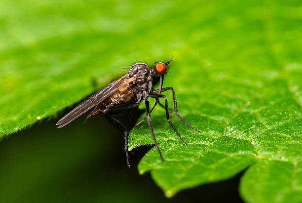 Empis spp. predatory fly resting on a green leaf with detailed focus on its body and features in natural habitat setting