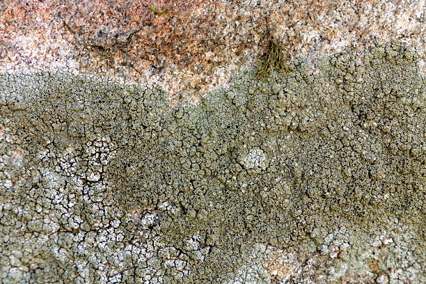 A rock with a green moss growing on it. The moss is covering the rock in a patchy way