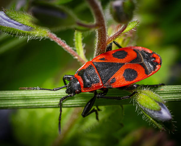 istock Firebug Pyrrhocoris apterus perched on a green plant stalk in a natural habitat during daylight 2227380112