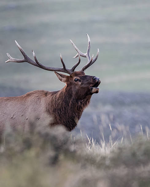 A big bull elk is rutting and enjoying the cold fresh air of September in Yellowstone