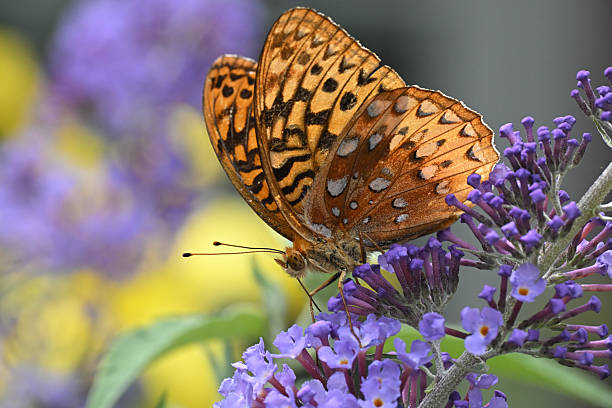 Great spangled fritillary on butterfly bush in garden, with defocused background and copy space