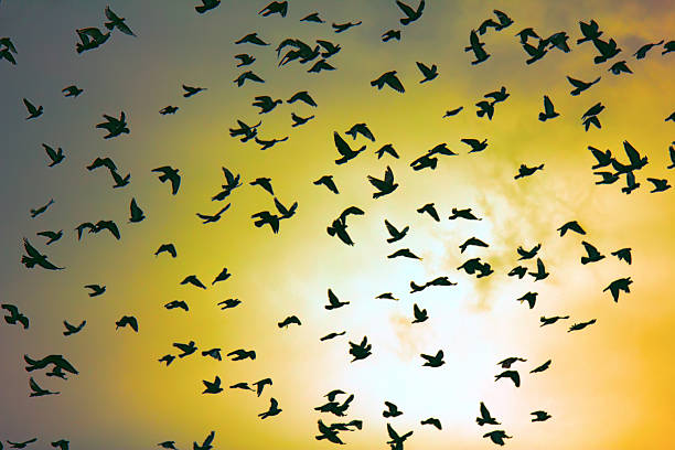 istock Flock of pigeons in sunset sky 2227382006