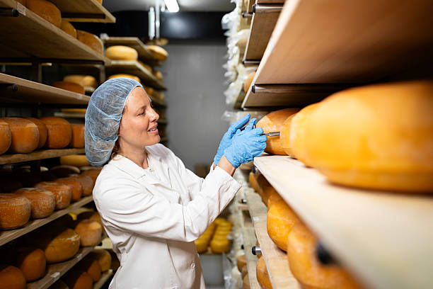 istock Technologist controlling food quality and taking sample of aged cheese wheel. 2227382359