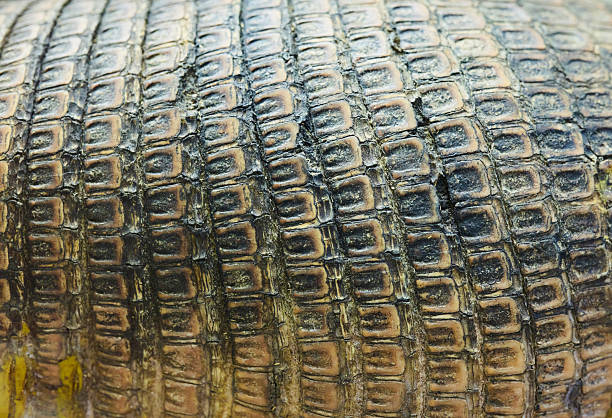 The texture of the armadillo animal shell.