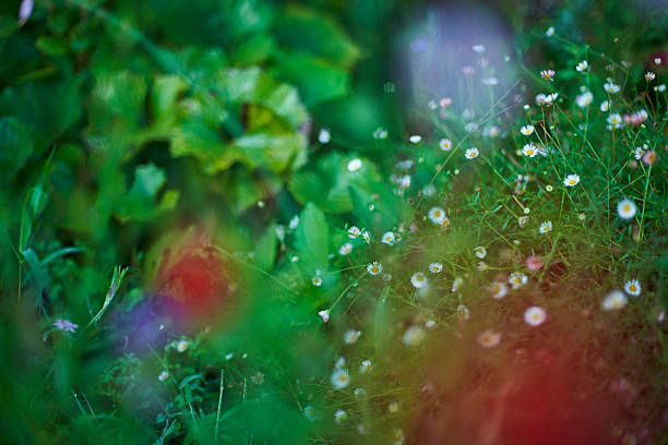 A single, delicate flower rises from a carpet of silvery downy leaves. Bathed in soft light, its white petals are sharply focused and stand out from the blurry green world in the background. A photograph full of tenderness that captures the delicate beauty and quiet radiance of life of a small, almost overlooked natural phenomenon unfolding at our feet.