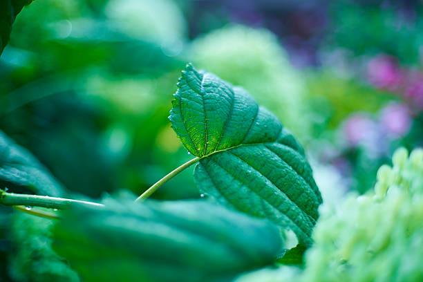 A single, delicate flower rises from a carpet of silvery downy leaves. Bathed in soft light, its white petals are sharply focused and stand out from the blurry green world in the background. A photograph full of tenderness that captures the delicate beauty and quiet radiance of life of a small, almost overlooked natural phenomenon unfolding at our feet.