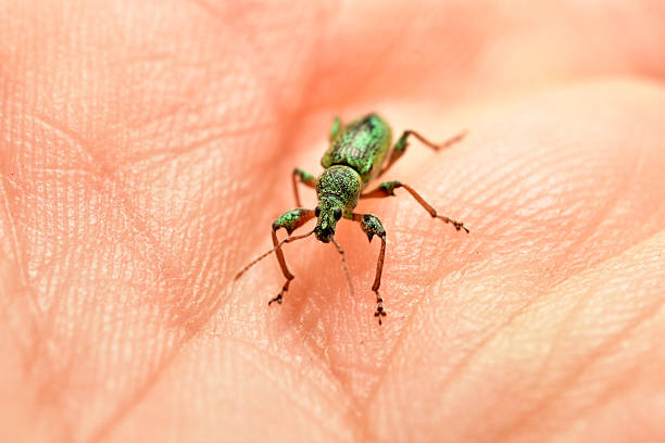 Polydrusus sericeus, a beautiful blue/green broad-nosed weevil, on a leaf in spring in the Netherlands. High quality photo