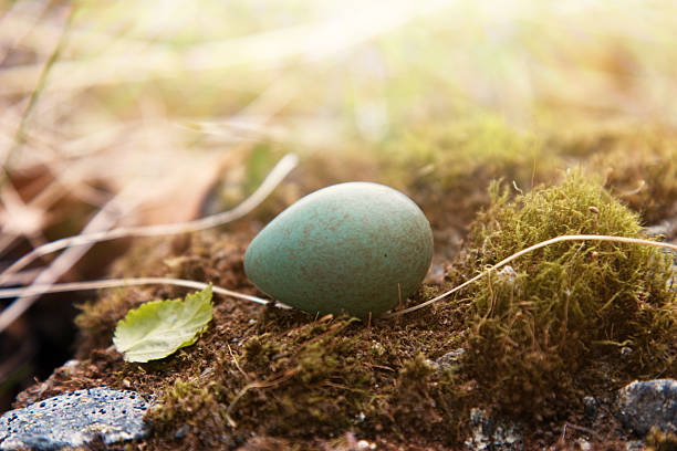 small motley egg of a thrush lies on a green moss from Redwing (Turdus iliacus) nest