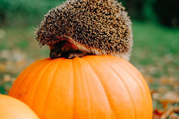 istock Hedgehog Sitting on a Pumpkin Outdoors 2227384069