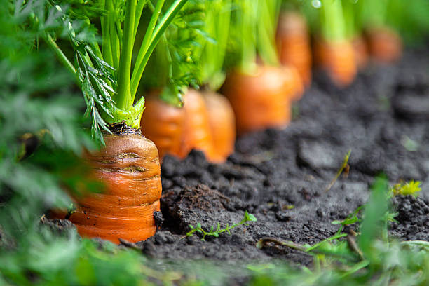 istock Carrot harvest in the garden. Selective focus. 2227384166