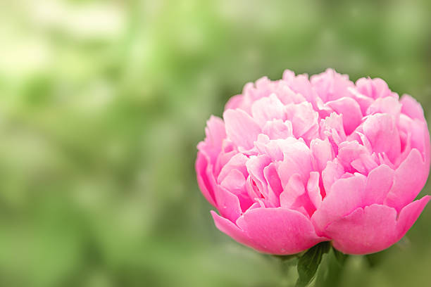 Fresh pink peonies on green background with copy space for text. Floral background. High quality photo