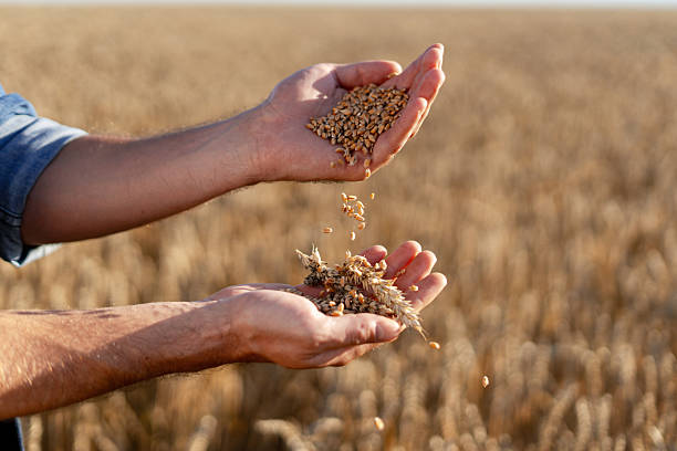 istock Farmer checking wheat grains in his hands in a cultivated field 2227384614