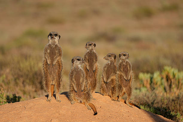 istock Meerkats standing alert on sandy mound. 2227386197