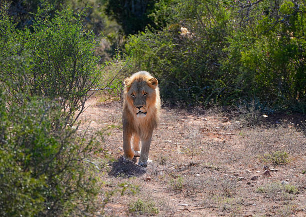 A full lion pride moves in unison out of the tall grass, forming a powerful procession that reflects the pride’s strength, structure, and unity across the open plains.