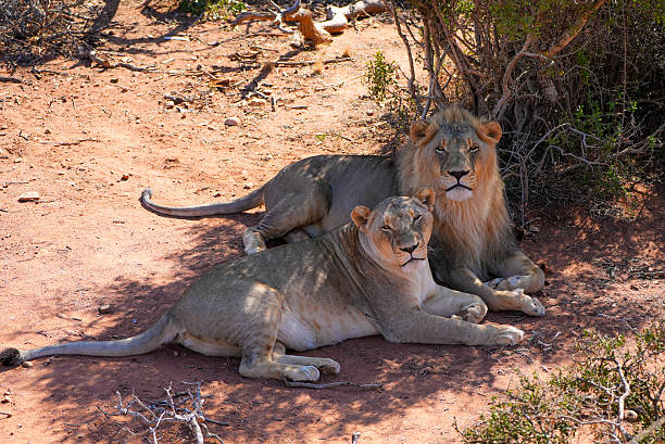 Lioness and lions are the most powerful animals on Kruger and all South Africa and you can feel that from them as soon as you look at them