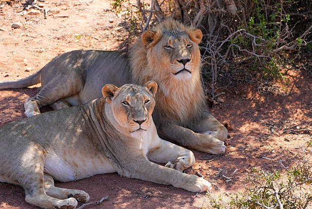 istock Lions resting together in the shade. 2227386260