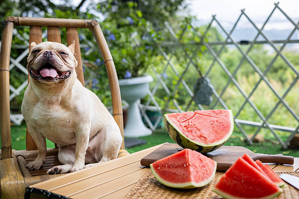 istock French Bulldog and Watermelon 2227386809