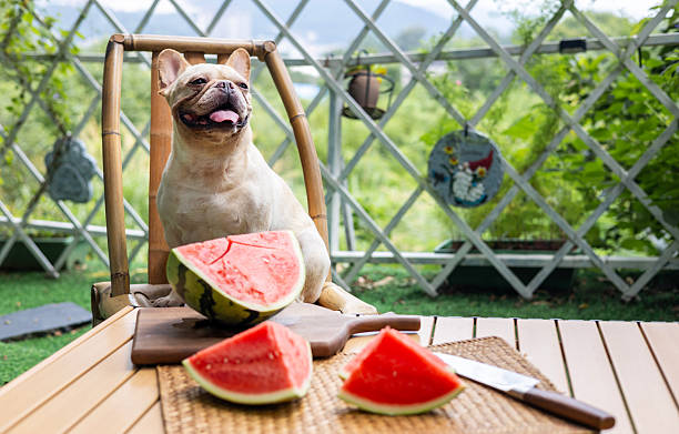 istock French Bulldog and Watermelon 2227386822