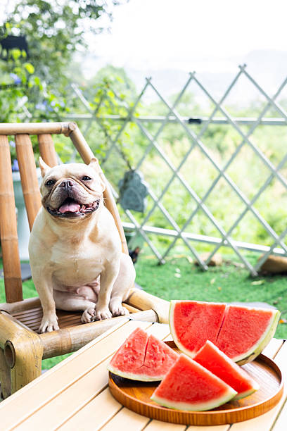 istock French Bulldog and Watermelon 2227386851
