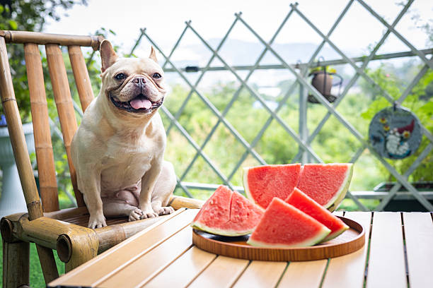 istock French Bulldog and Watermelon 2227386874
