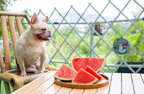 istock French Bulldog and Watermelon 2227386875