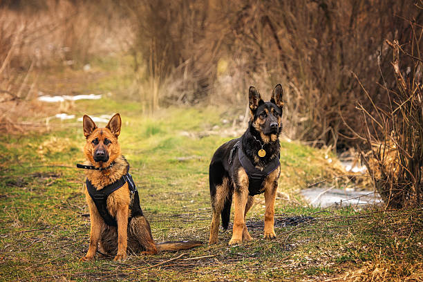 Two purebred German Shepherd dogs wearing black harnesses, one sitting and the other standing, attentively observing their surroundings in a rural forest area with dry grass and traces of snow. Calm and focused working dogs in a peaceful outdoor setting.