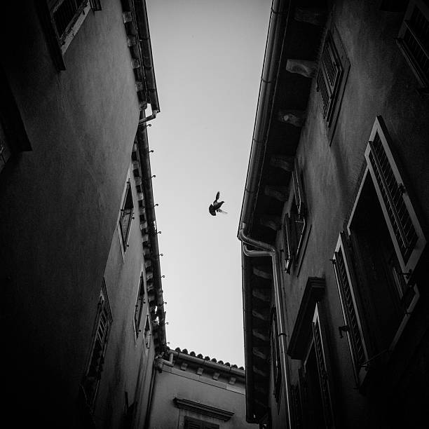 istock Bird in Flight Between Historic Alleyway Buildings 2227388842