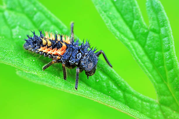 istock Ladybug larvae in natural state north China 2227388950