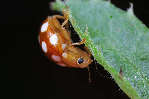 ladybug on green leaves, North China