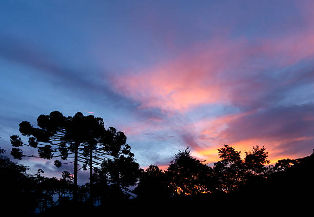 Pine trees at sunset in southeastern mountains in Brazil.
