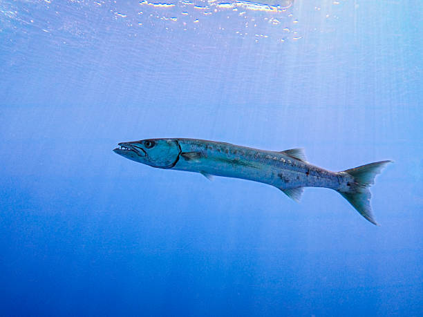 Large great barracuda Sphyraena barracuda swimming in blue open water with sunlight sunbeams in background